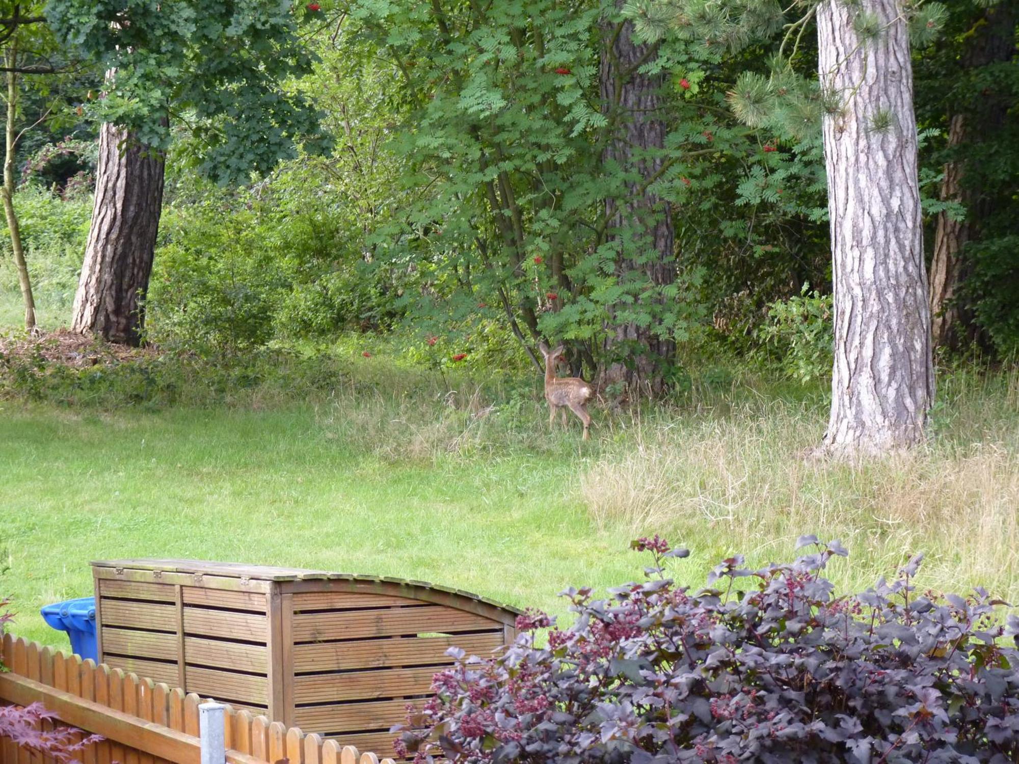 Ferienwohnung Im Wald Mit Kamin บัดฮาร์ซบวร์ก ภายนอก รูปภาพ