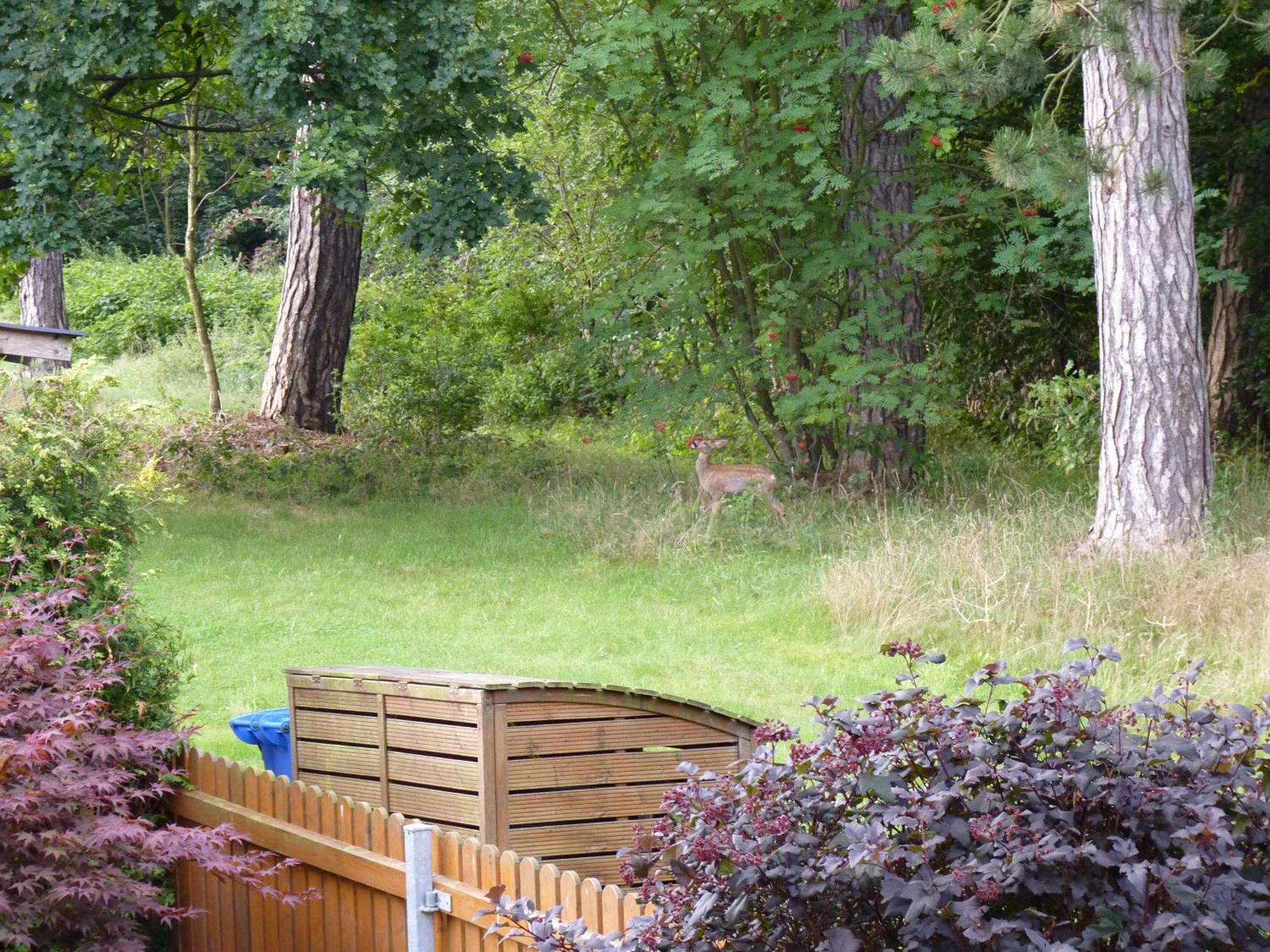 Ferienwohnung Im Wald Mit Kamin บัดฮาร์ซบวร์ก ภายนอก รูปภาพ